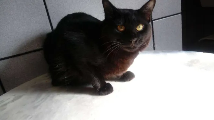 Gato ra a SRD idade 1 ano nome Peccus 