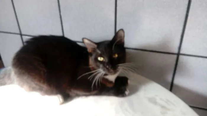 Gato ra a SRD idade 1 ano nome Max