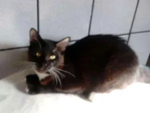 Gato raça SRD idade 1 ano nome Max