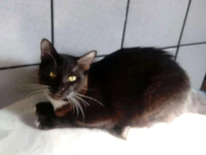 Gato ra a SRD idade 1 ano nome Max