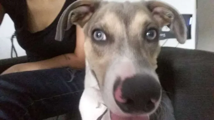 Cachorro ra a Pé Duro idade 7 a 11 meses nome Bacon