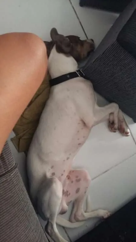 Cachorro ra a Pé Duro idade 7 a 11 meses nome Bacon