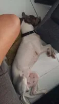 Bacon