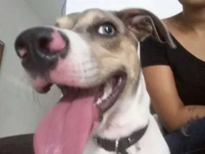 Cachorro raça Pé Duro idade 7 a 11 meses nome Bacon