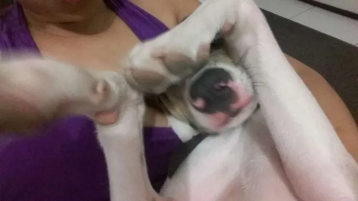 Cachorro ra a Pé Duro idade 7 a 11 meses nome Bacon
