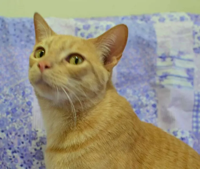 Gato ra a sem raça definida idade 4 anos nome Quindim