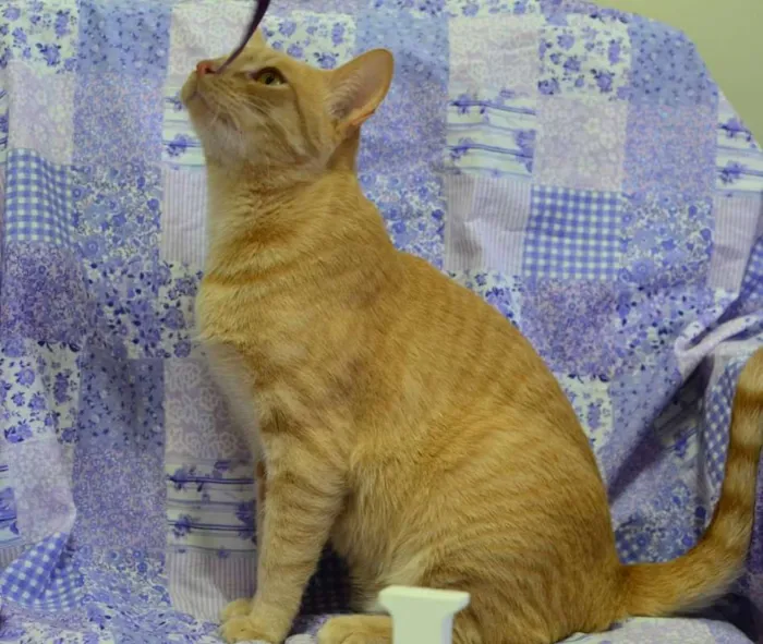 Gato ra a sem raça definida idade 4 anos nome Quindim