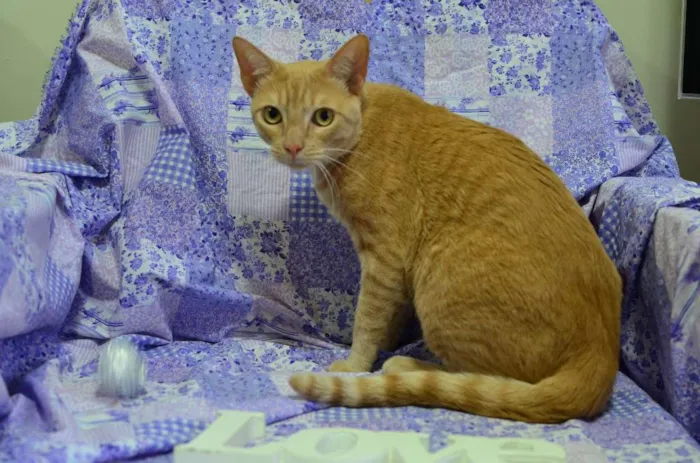 Gato ra a sem raça definida idade 4 anos nome Quindim