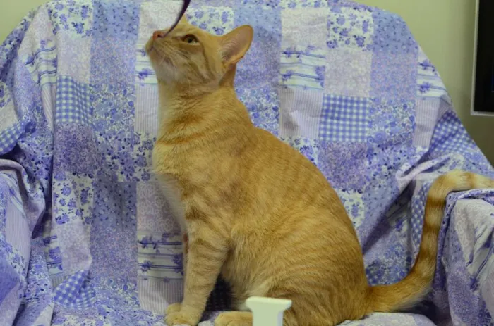 Gato ra a sem raça definida idade 4 anos nome Quindim