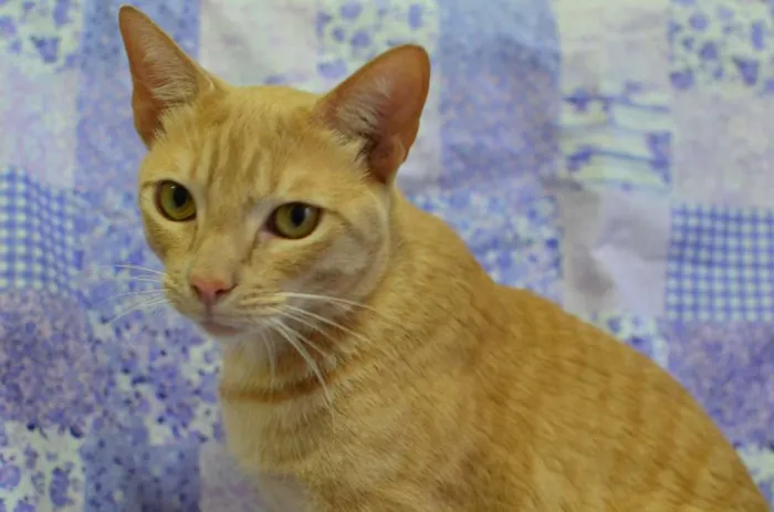 Gato ra a sem raça definida idade 4 anos nome Quindim