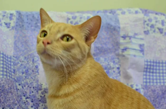 Gato ra a sem raça definida idade 4 anos nome Quindim