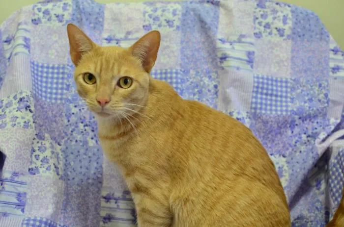 Gato ra a sem raça definida idade 4 anos nome Quindim