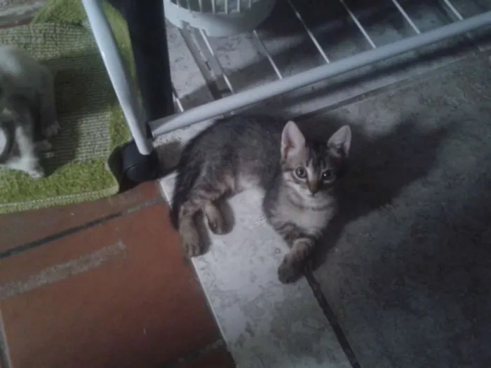 Gato raça mesticos idade Abaixo de 2 meses nome filhotes