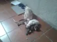filhotes