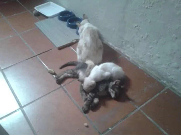 Gato raça mesticos idade Abaixo de 2 meses nome filhotes