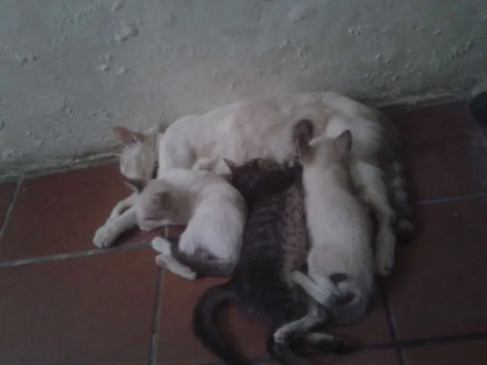 Gato raça mesticos idade Abaixo de 2 meses nome filhotes