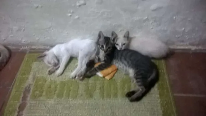 Gato raça mesticos idade Abaixo de 2 meses nome filhotes