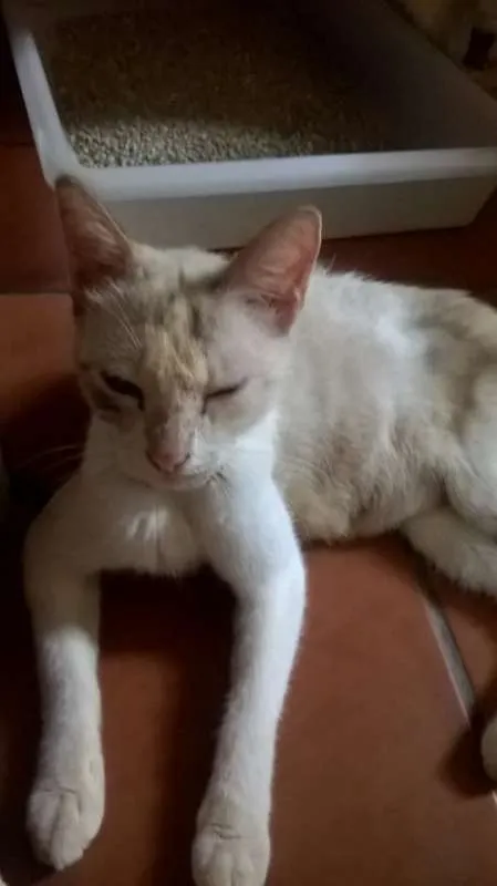 Gato raça mesticos idade Abaixo de 2 meses nome filhotes