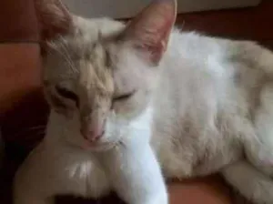 Gato raça mesticos idade Abaixo de 2 meses nome filhotes