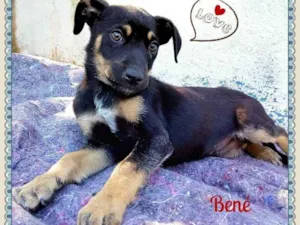 Cachorro raça SRD idade 2 a 6 meses nome Filhotes Machos