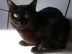 Gato raça SRD idade 1 ano nome Peccus 