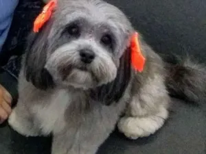 Cachorro raça Lhasa Apso idade 4 anos nome Lola GRATIFICA