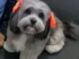 Lola GRATIFICA