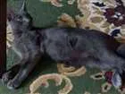 Gato raça Chartreux idade 2 a 6 meses nome TIMO (GRATIFICA-SE)