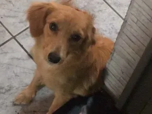 Cachorro raça Não definida  idade 7 a 11 meses nome Jamess