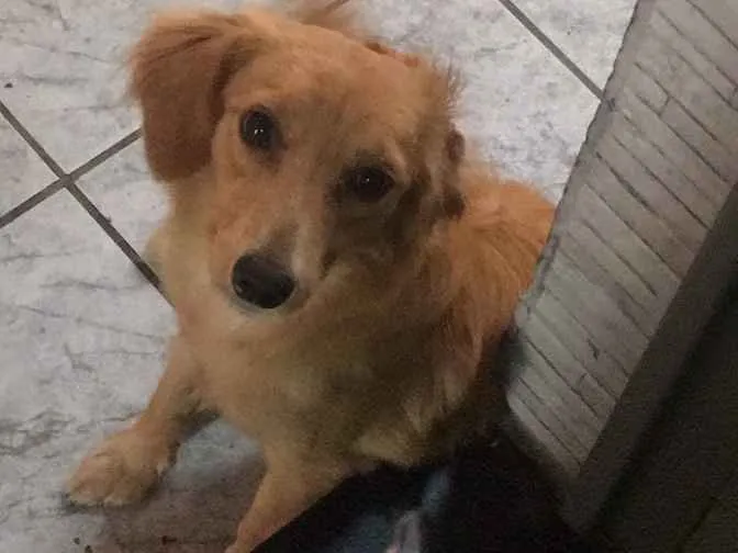 Cachorro ra a Não definida  idade 7 a 11 meses nome Jamess