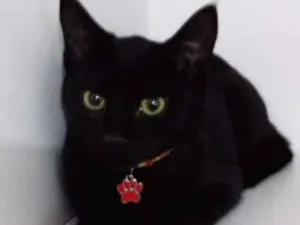 Gato raça srd idade 2 a 6 meses nome Luke