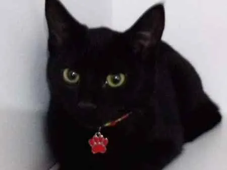 Gato ra a srd idade 2 a 6 meses nome Luke
