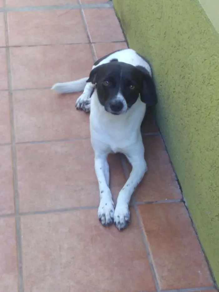 Cachorro ra a Vira Lata idade 2 anos nome Azeitona