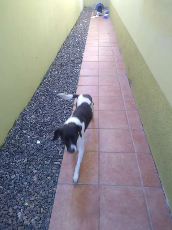 Cachorro ra a Vira Lata idade 2 anos nome Azeitona