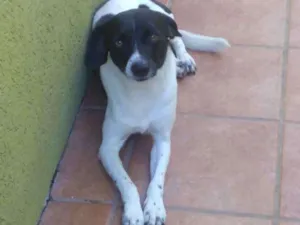 Cachorro raça Vira Lata idade 2 anos nome Azeitona