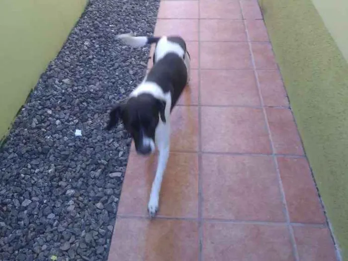 Cachorro ra a Vira Lata idade 2 anos nome Azeitona