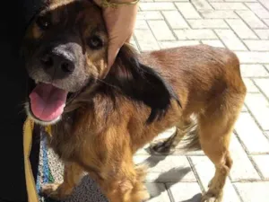Cachorro raça Vira lata idade 2 anos nome Lud