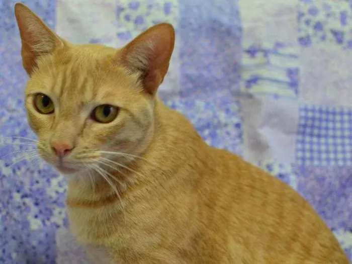 Gato ra a sem raça definida idade 4 anos nome Quindim