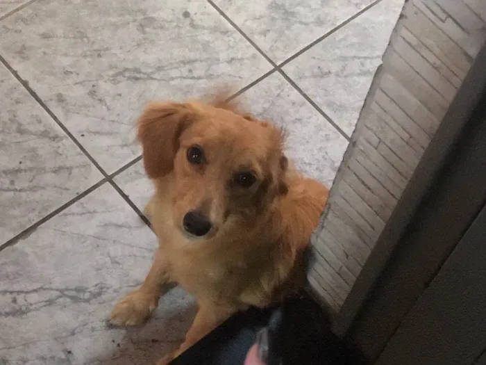 Cachorro ra a Não definida  idade 7 a 11 meses nome Jamess