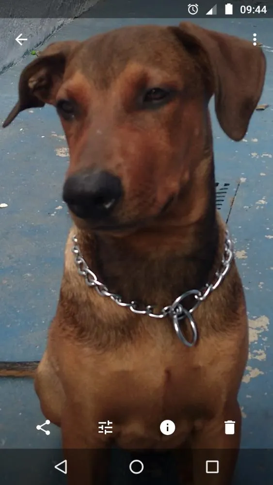 Cachorro ra a Fila com doberman idade 2 a 6 meses nome Nero