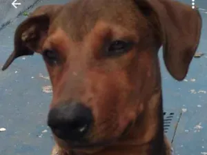 Cachorro raça Fila com doberman idade 2 a 6 meses nome Nero