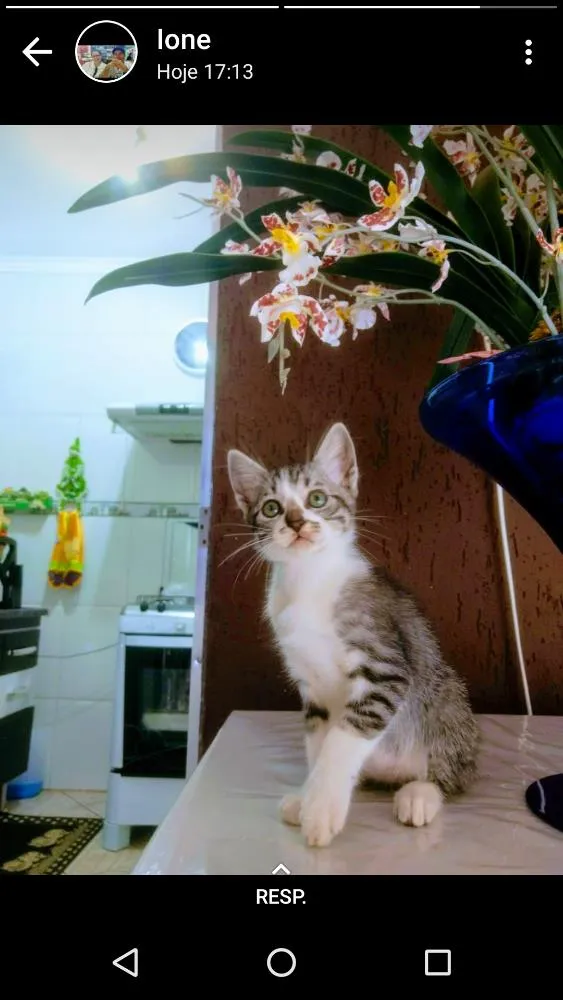 Gato ra a Sem identificação idade Abaixo de 2 meses nome Sem nomes