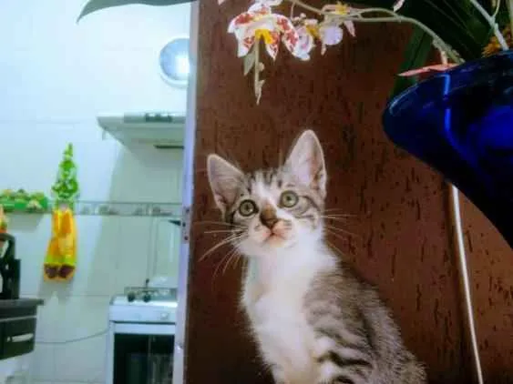 Gato ra a Sem identificação idade Abaixo de 2 meses nome Sem nomes