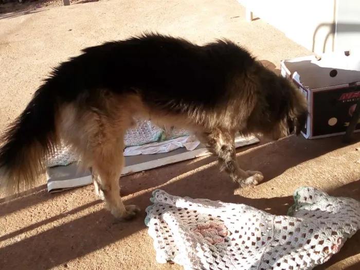 Cachorro ra a Pastor alemão misto idade 3 anos nome Sten