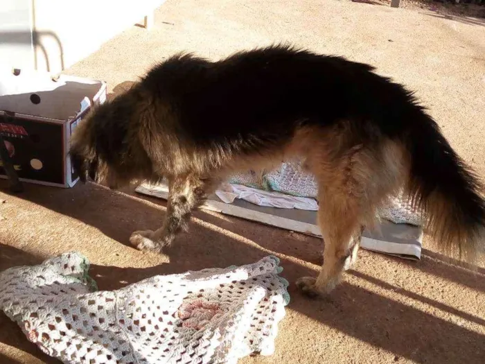 Cachorro ra a Pastor alemão misto idade 3 anos nome Sten