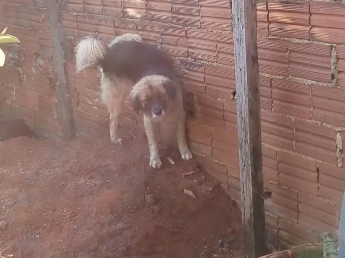 Cachorro ra a Pastor alemão misto idade 3 anos nome Sten