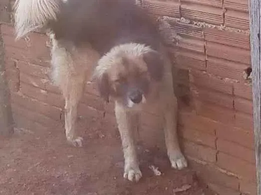 Cachorro ra a Pastor alemão misto idade 3 anos nome Sten