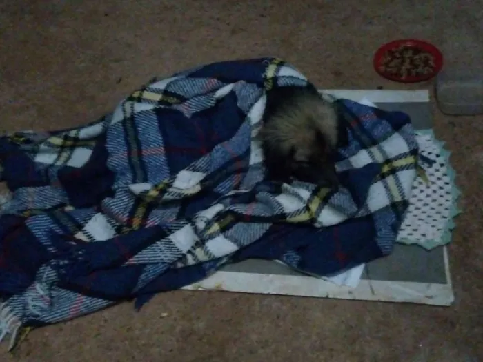 Cachorro ra a Pastor alemão misto idade 3 anos nome Sten