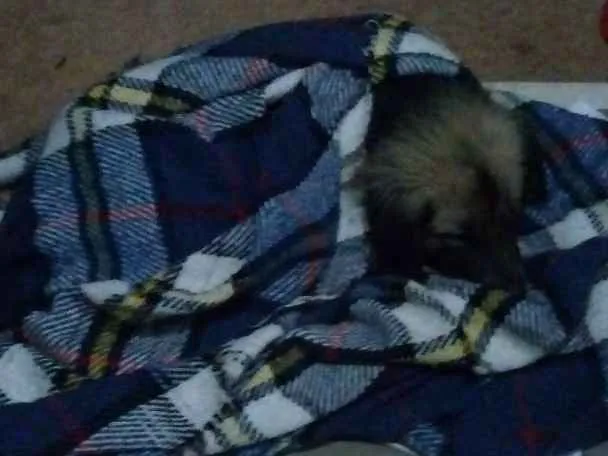 Cachorro ra a Pastor alemão misto idade 3 anos nome Sten