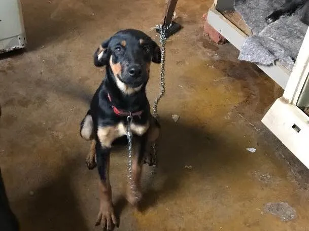 Cachorro ra a Srd idade 7 a 11 meses nome Lindy